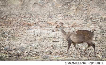 female hog deer 20493011
