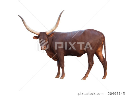 watusi isolated watusi isolated 20493145