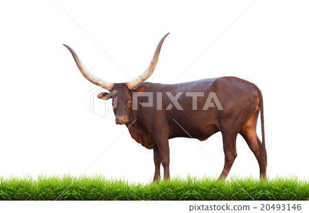 watusi isolated 20493146