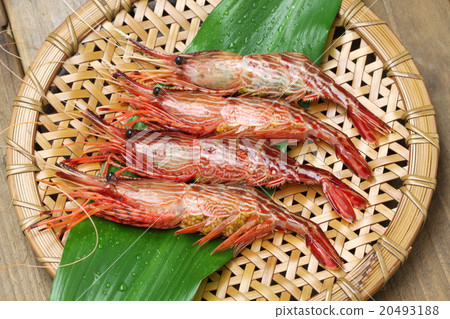 Shima shrimp Shima shrimp 20493188