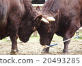 Bullfighting 20493285