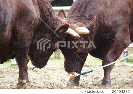 Bullfighting Bullfighting 20493285