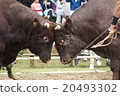 Bullfighting 20493302