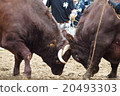 Bullfighting 20493303