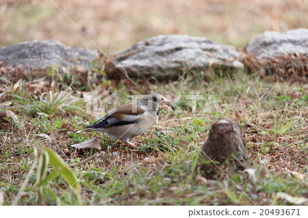 Shime Turquoise Atriaceae家族Shimea 20493671