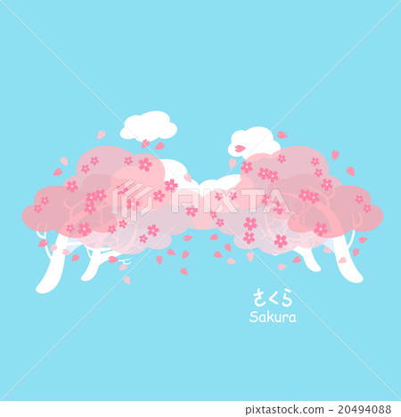 sakura and cherry blossom sakura and cherry blossom 20494088