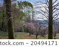 春天樹 20494171