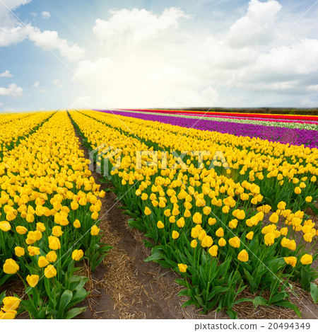 Dutch red tulip fields Dutch red tulip fields 20494349