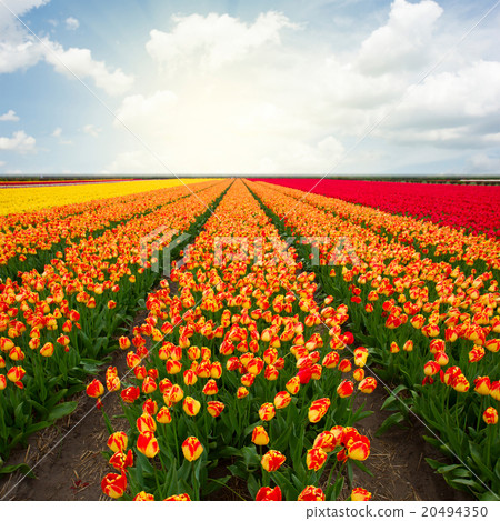 Dutch red tulip fields Dutch red tulip fields 20494350