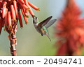 Hummingbird 20494741