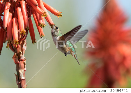 Hummingbird 20494741