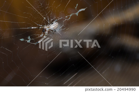 Spider on the cobweb. Spider on the cobweb. 20494990