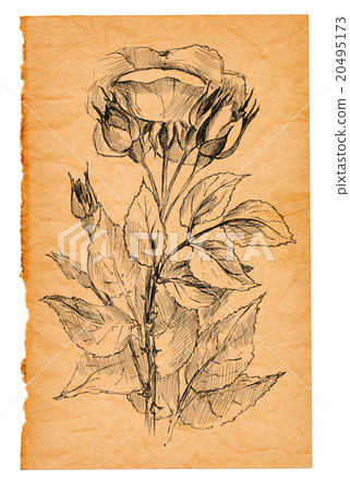 flower sketch on old paper flower sketch on old paper 20495173