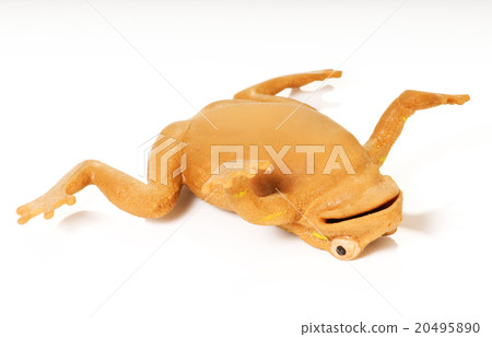 yellow frog 20495890
