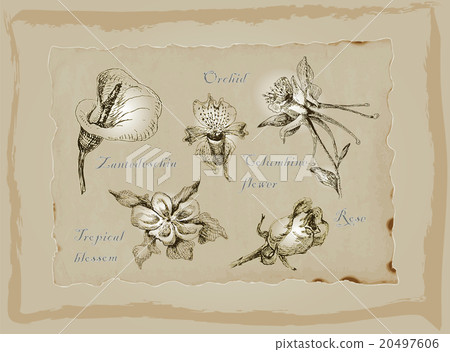 Flowers - An hand drawn pack. Freehand drawing. 20497606