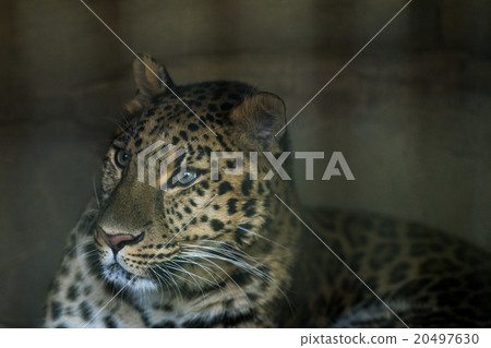 阿穆爾豹的短跑 20497630