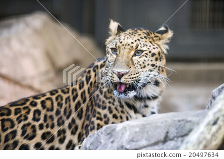 阿穆爾豹的短跑 20497634