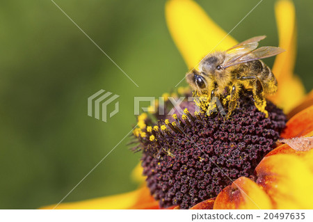 Close-up photo of a Western Honey Bee  20497635