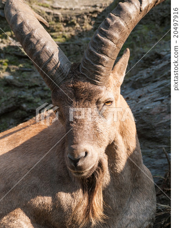 Portrait od barbary sheep ram Portrait od barbary sheep ram 20497916
