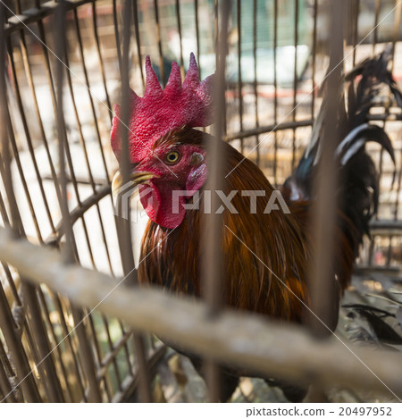 Caged rooster at street market in Yogjakarta Caged rooster at street market in Yogjakarta 20497952