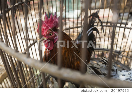 Caged rooster at street market in Yogjakarta Caged rooster at street market in Yogjakarta 20497953