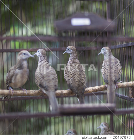 Birds at the Pasar Ngasem Market in Yogyakarta 20497973