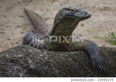 Komodo Dragon, the largest lizard in the world 20498154