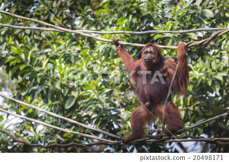 Orangutan in the jungle of Borneo Indonesia. Orangutan in the jungle of Borneo Indonesia. 20498171
