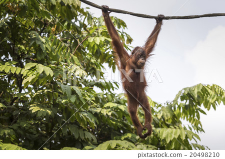 Orangutan in the jungle of Borneo Indonesia. 20498210