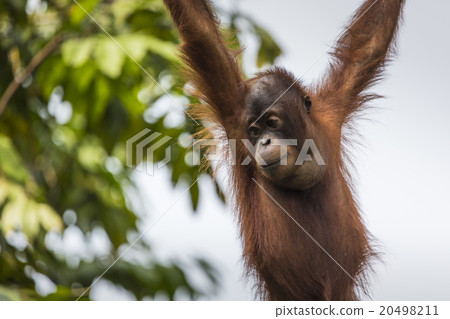 Orangutan in the jungle of Borneo Indonesia. 20498211