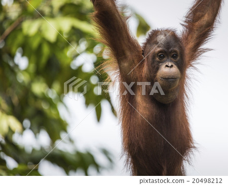 Orangutan in the jungle of Borneo Indonesia. Orangutan in the jungle of Borneo Indonesia. 20498212