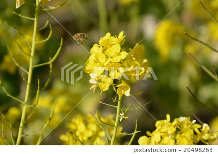 Rape blossoms and bees Rape blossoms and bees 20498263