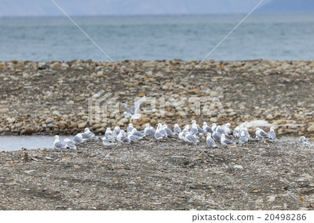 Kittwake birds diving in Svalbard 20498286