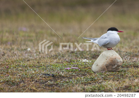 Arctic Tern standing near her nest protecting egg Arctic Tern standing near her nest protecting egg 20498287