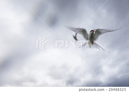 Arctic Terns  Arctic Terns  20498323