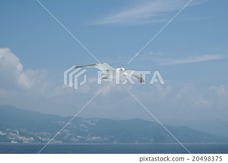 海鷗飛過天空 海鷗飛過天空 20498375