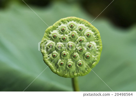 蓮花與蓮花 20498564