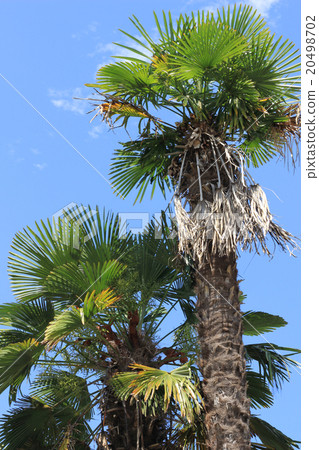 A shroud tree 20498702