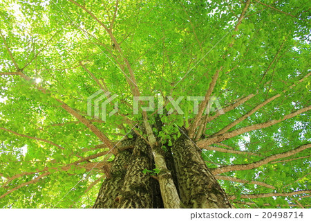 Fresh green of ginkgo biloba Fresh green of ginkgo biloba 20498714