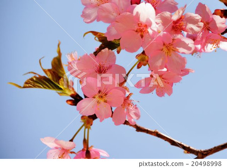 茨城縣花卉公園參觀線 茨城縣花卉公園參觀線 20498998