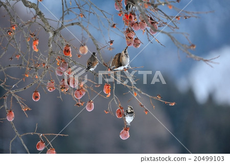 Thrush 4 Thrush 4 20499103