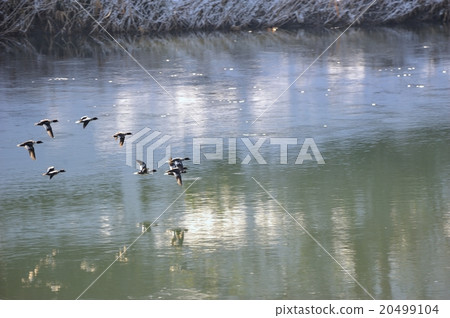 White-faced mussels 1 20499104