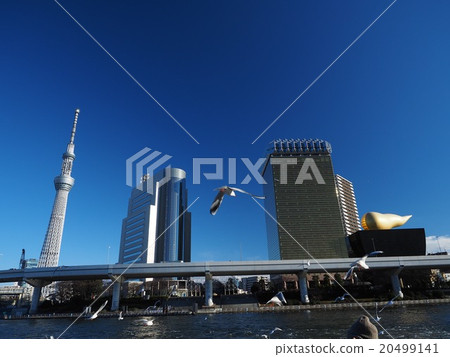 Scenery along the Sumida River, Sky Tree Scenery along the Sumida River, Sky Tree 20499141