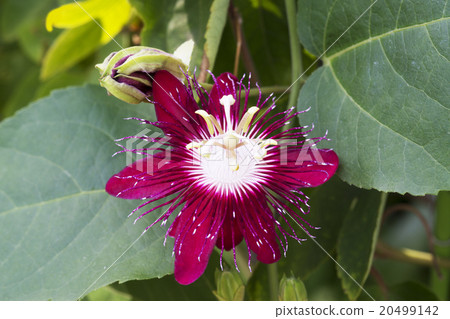 Passion Passy Flora "Lady Margaret" 20499142