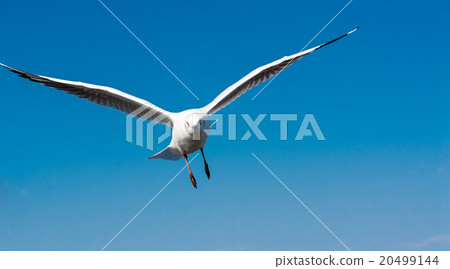 Seagull 20499144