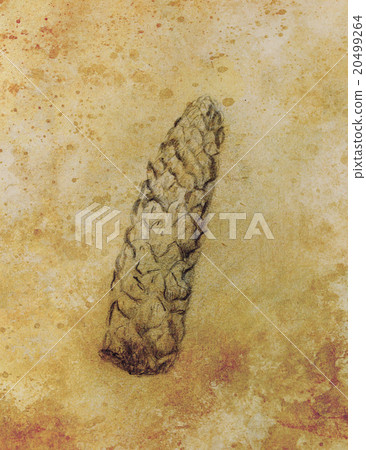 pencil drawing on old paper, Pine cone sketch 20499264