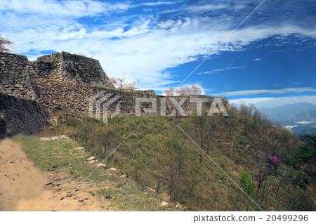 Sakura Takedajo Hyogo ken 20499296