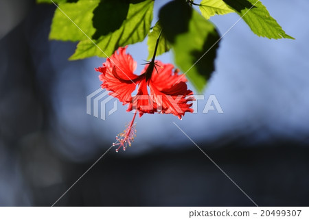 扶桑 扶桑 20499307