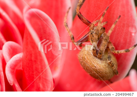 Brown spider in pink background Brown spider in pink background 20499467