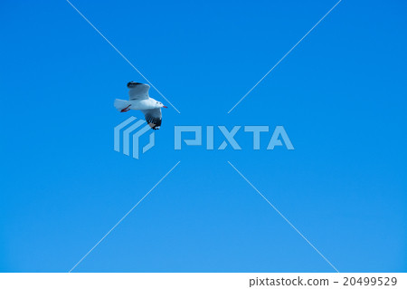 Seagull 20499529